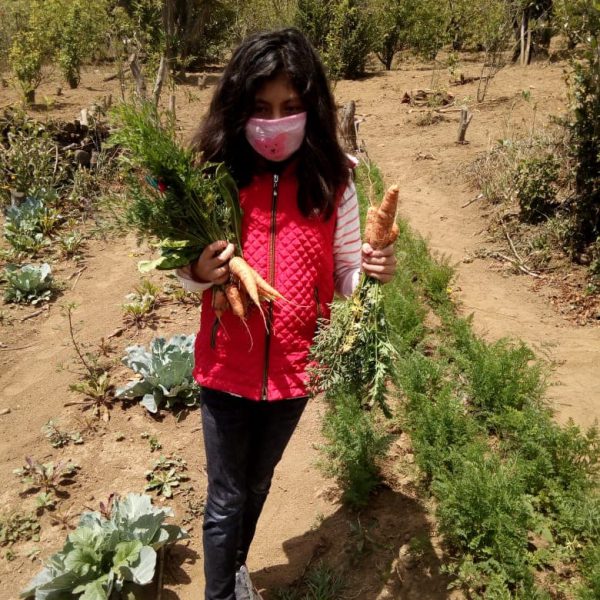 Kids helping parents grow veggies